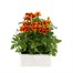 Marigold French Durango Flame 12 Pack Boxed BeddingAlternative Image2