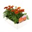 Marigold French Durango Flame 12 Pack Boxed BeddingAlternative Image3