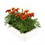 Marigold French Durango Flame 12 Pack Boxed BeddingAlternative Image4