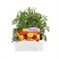 Marigold French Durango Mixed 12 Pack Boxed BeddingAlternative Image1