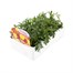 Marigold French Durango Mixed 12 Pack Boxed BeddingAlternative Image3