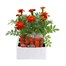 Marigold French Durango Red 12 Pack Boxed BeddingAlternative Image1