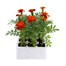 Marigold French Durango Red 12 Pack Boxed BeddingAlternative Image2