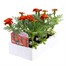 Marigold French Durango Red 12 Pack Boxed BeddingAlternative Image3