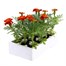 Marigold French Durango Red 12 Pack Boxed BeddingAlternative Image4