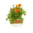 Marigold French Durango Tangerine 12 Pack Boxed BeddingAlternative Image1