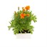 Marigold French Durango Tangerine 12 Pack Boxed BeddingAlternative Image2