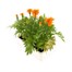 Marigold French Durango Tangerine 12 Pack Boxed BeddingAlternative Image3