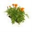 Marigold French Durango Tangerine 12 Pack Boxed BeddingAlternative Image4