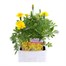 Marigold French Durango Yellow 12 Pack Boxed BeddingAlternative Image1