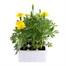 Marigold French Durango Yellow 12 Pack Boxed BeddingAlternative Image2