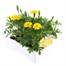 Marigold French Durango Yellow 12 Pack Boxed BeddingAlternative Image3