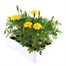 Marigold French Durango Yellow 12 Pack Boxed BeddingAlternative Image4