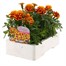 Marigold French Durango Bee 6 Pack Boxed BeddingAlternative Image2