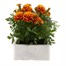 Marigold French Durango Bee 6 Pack Boxed BeddingAlternative Image3