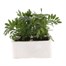 Marigold French Durango Flame 6 Pack Boxed BeddingAlternative Image2
