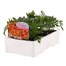 Marigold French Durango Flame 6 Pack Boxed BeddingAlternative Image3