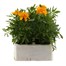 Marigold French Durango Gold 6 Pack Boxed BeddingAlternative Image2