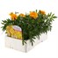 Marigold French Durango Gold 6 Pack Boxed BeddingAlternative Image3