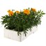 Marigold French Durango Gold 6 Pack Boxed BeddingAlternative Image4