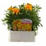 Marigold French Durango Gold 6 Pack Boxed BeddingAlternative Image1