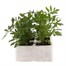 Marigold French Durango Lemon Zest 6 Pack Boxed BeddingAlternative Image2