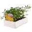 Marigold French Durango Lemon Zest 6 Pack Boxed BeddingAlternative Image3