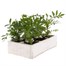 Marigold French Durango Lemon Zest 6 Pack Boxed BeddingAlternative Image4