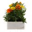 Marigold French Durango Mixed 6 Pack Boxed BeddingAlternative Image3