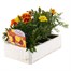 Marigold French Durango Mixed 6 Pack Boxed BeddingAlternative Image4