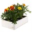 Marigold French Durango Mixed 6 Pack Boxed BeddingAlternative Image5