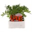 Marigold French Durango Red 6 Pack Boxed Bedding Alternative Image1