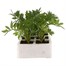 Marigold French Durango Red 6 Pack Boxed Bedding Alternative Image2