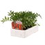 Marigold French Durango Red 6 Pack Boxed Bedding Alternative Image3