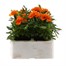 Marigold French Durango Tangerine 6 Pack Boxed BeddingAlternative Image2