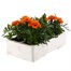 Marigold French Durango Tangerine 6 Pack Boxed BeddingAlternative Image3