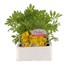 Marigold French Durango Yellow 6 Pack Boxed BeddingAlternative Image1
