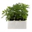 Marigold French Granada 6 Pack Boxed BeddingAlternative Image2