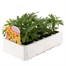 Marigold French Granada 6 Pack Boxed BeddingAlternative Image3