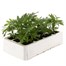 Marigold French Granada 6 Pack Boxed BeddingAlternative Image4