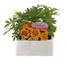 Marigold French Granada 6 Pack Boxed BeddingAlternative Image1