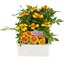 Marigold French Granada 12 Pack Boxed BeddingAlternative Image1