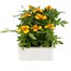 Marigold French Granada 12 Pack Boxed BeddingAlternative Image2