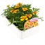 Marigold French Granada 12 Pack Boxed BeddingAlternative Image3