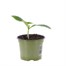 Marrow Green Bush 10.5cm Pot VegetableAlternative Image1