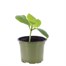 Marrow One Ball 10.5cm Pot VegetableAlternative Image1