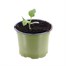 Melon Ogen 10.5cm Pot FruitAlternative Image1