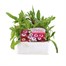 Mesembryanthemum Mixed 12 Pack Boxed BeddingAlternative Image1