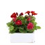 Mimulus Mixed 6 Pack Boxed Bedding Alternative Image