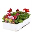 Mimulus Mixed 6 Pack Boxed Bedding Alternative Image
